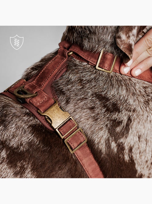 Arnés de cuero para perro PELUVIO Lord - Ajustable - Kiabi Arnés de cuero para perro PELUVIO Lord - Ajustable - Kiabi