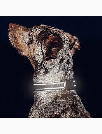 Collar para perro PELUVIO Buddy - Reflectante - Ajustable