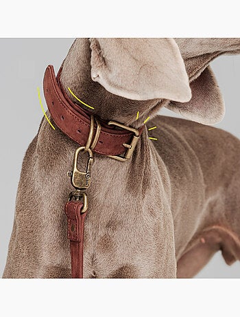Collar para perros de cuero PELUVIO Rexor - Ajustable