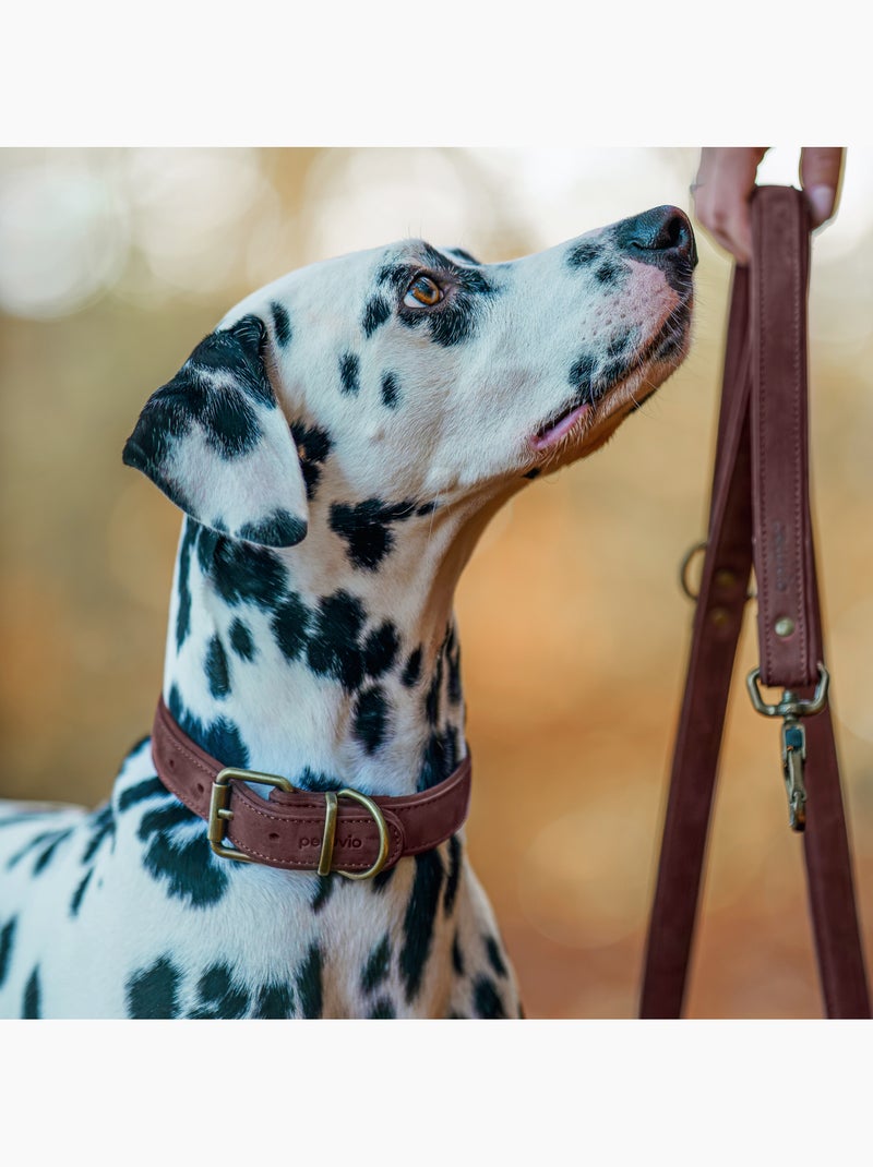 Collar para perros de cuero PELUVIO Rexor - Ajustable Marrón - Kiabi