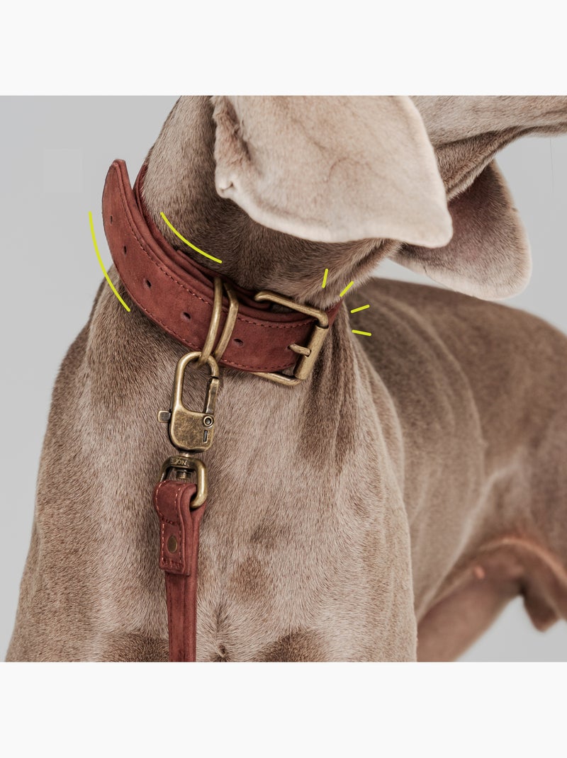 Collar para perros de cuero PELUVIO Rexor - Ajustable Marrón - Kiabi