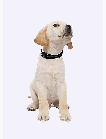 Collar reflectante para mascotas - AFIBEL