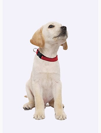 Collar reflectante para mascotas - AFIBEL