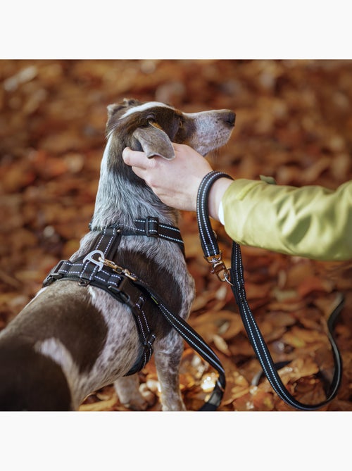 Correa sencilla para perros PELUVIO Amigo - 2,2 m - Kiabi Correa sencilla para perros PELUVIO Amigo - 2,2 m - Kiabi