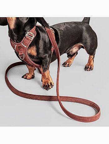 Correa sencilla para perros PELUVIO Regent - 1,7 m