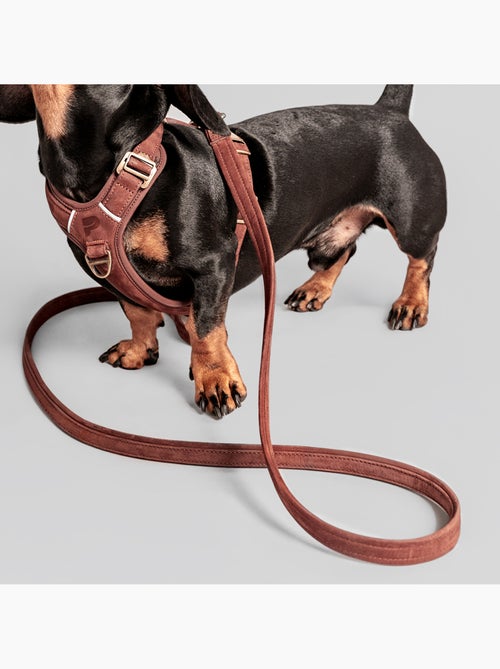Correa sencilla para perros PELUVIO Regent - 1,7 m - Kiabi Correa sencilla para perros PELUVIO Regent - 1,7 m - Kiabi