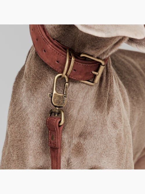 Correa sencilla para perros PELUVIO Regent - 1,7 m - Kiabi Correa sencilla para perros PELUVIO Regent - 1,7 m - Kiabi