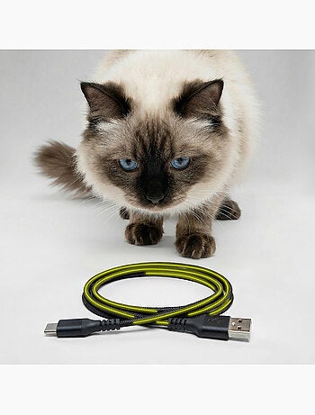 Dispensador automático de comida para gatos – Peluvio Crispy