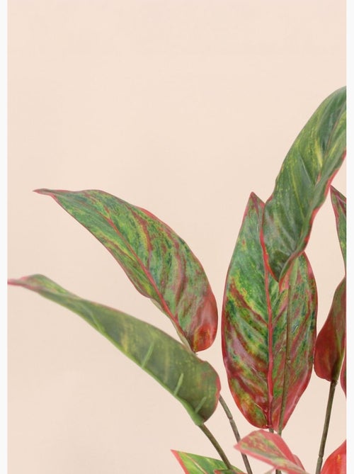 Planta artificial Aglaonema + maceta - AFIBEL - Kiabi