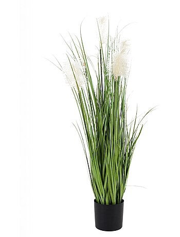 Planta de hierba de la pampa artificial - AFIBEL