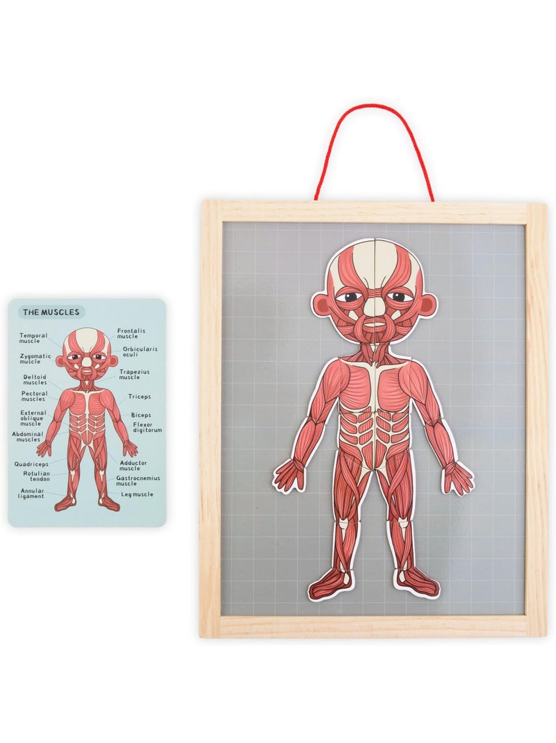 Tabla magnética anatomía cuerpo humano madera mamabrum N/D - Kiabi