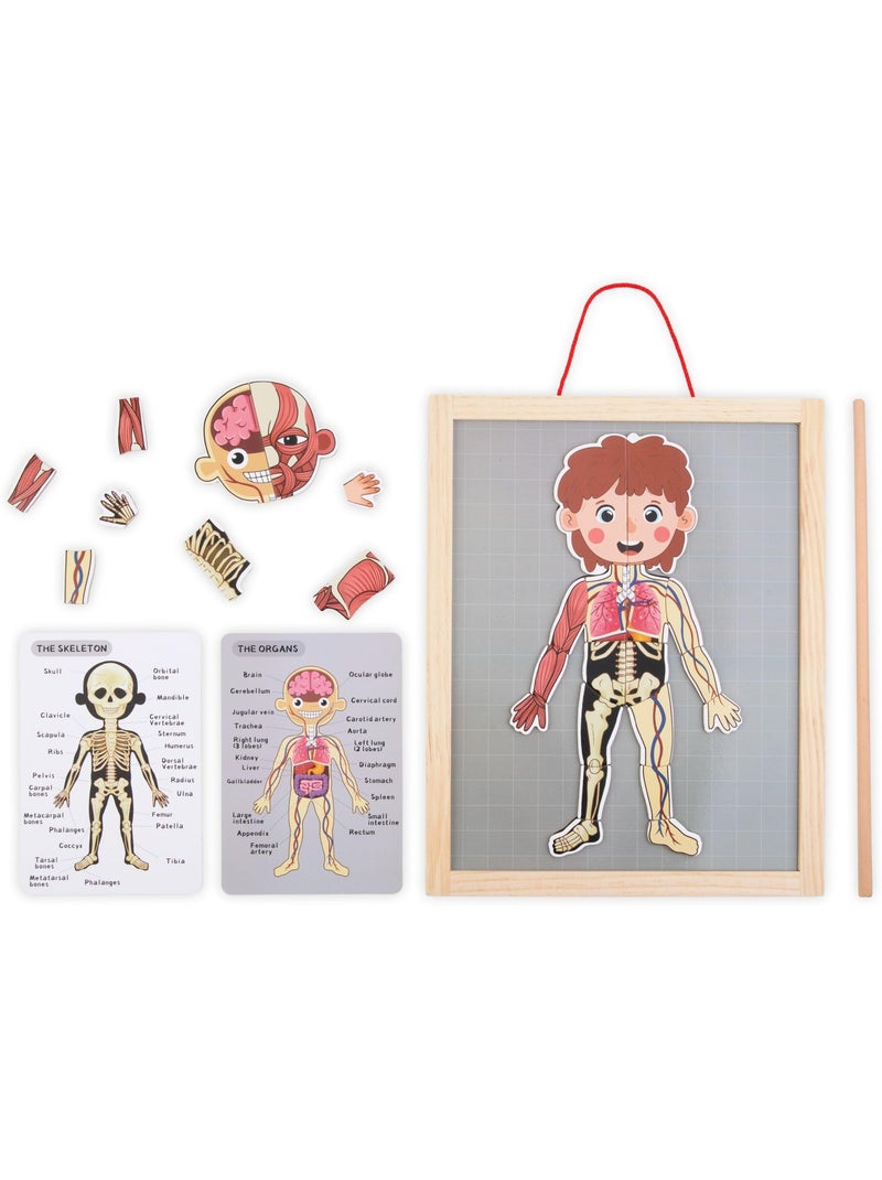 Tabla magnética anatomía cuerpo humano madera mamabrum N/D - Kiabi